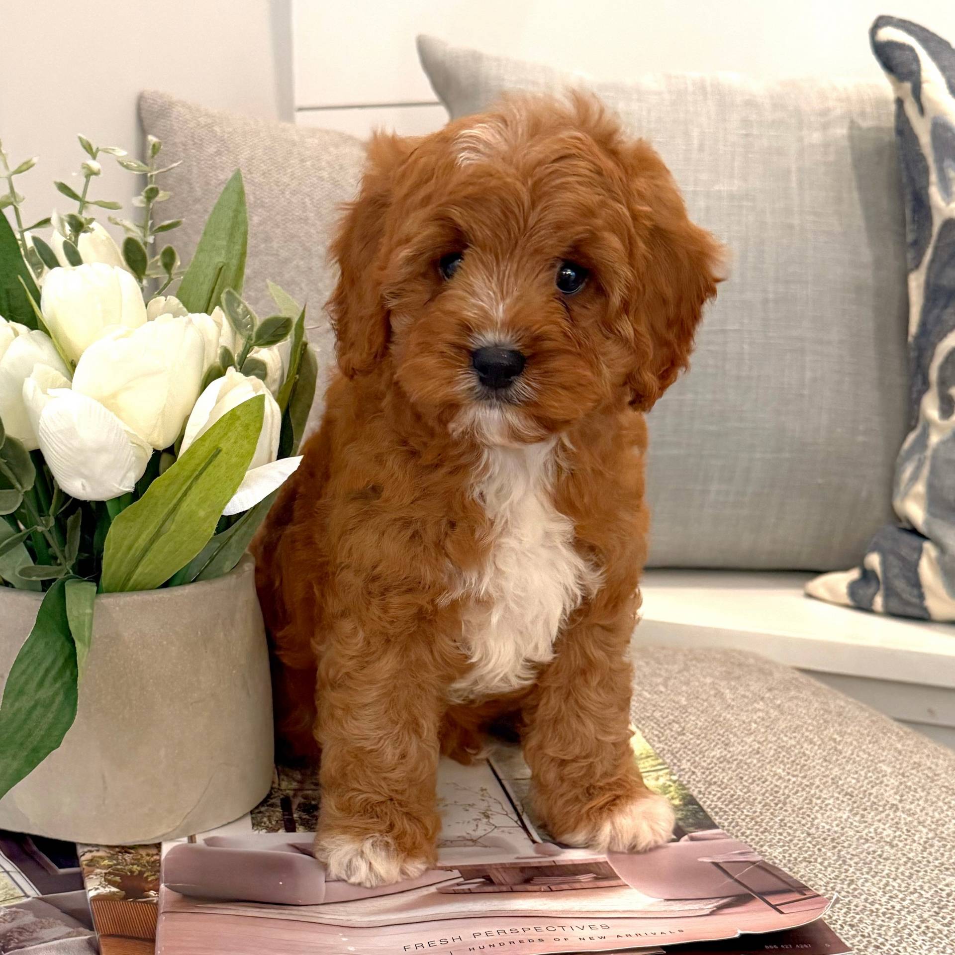 Cavopoo Puppies - Adopt a Cavapoo From Petite Posh Puppies Atlanta Georgia