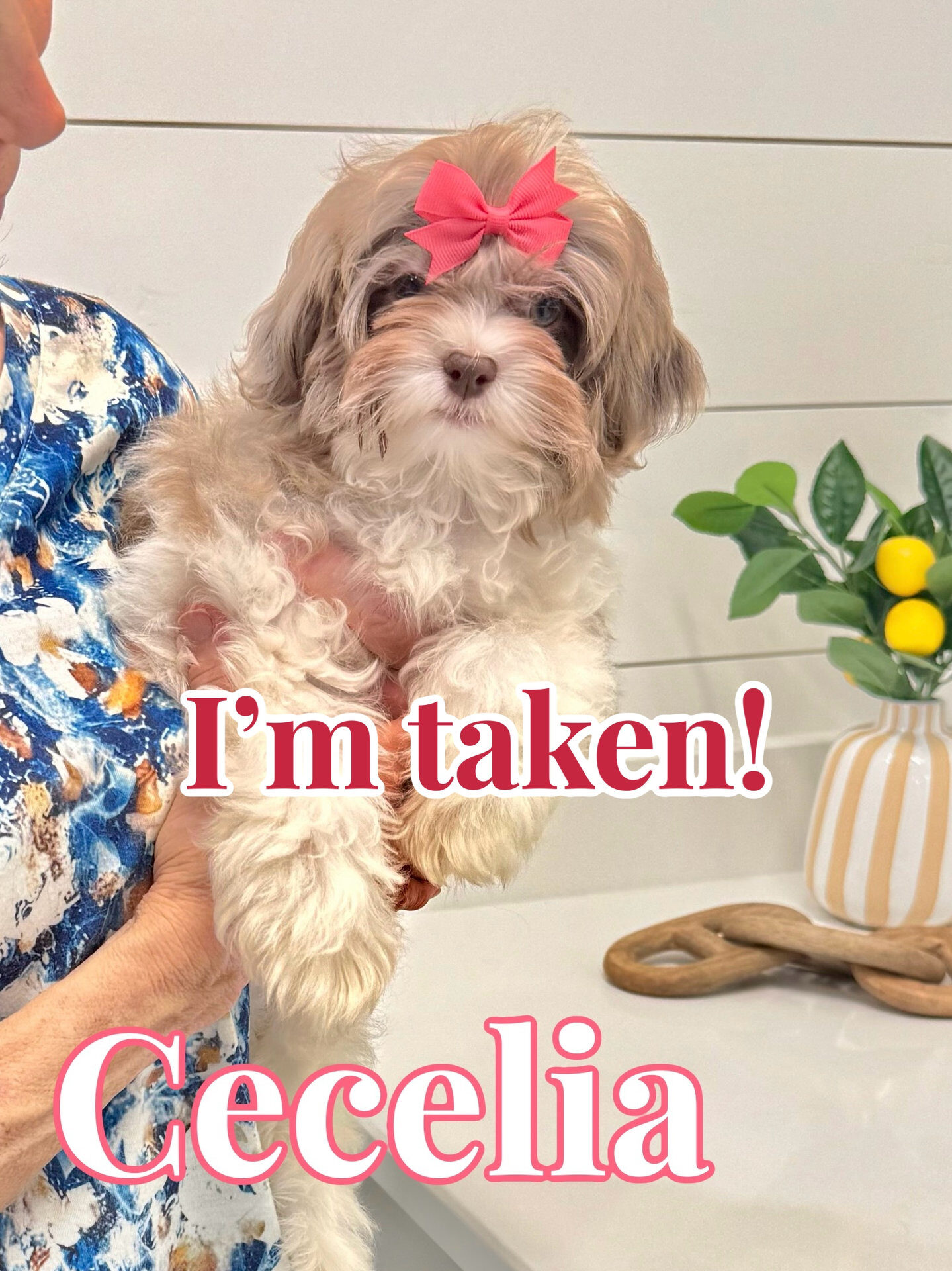 Cecelia_Forever Home in Sharpsburg- GA