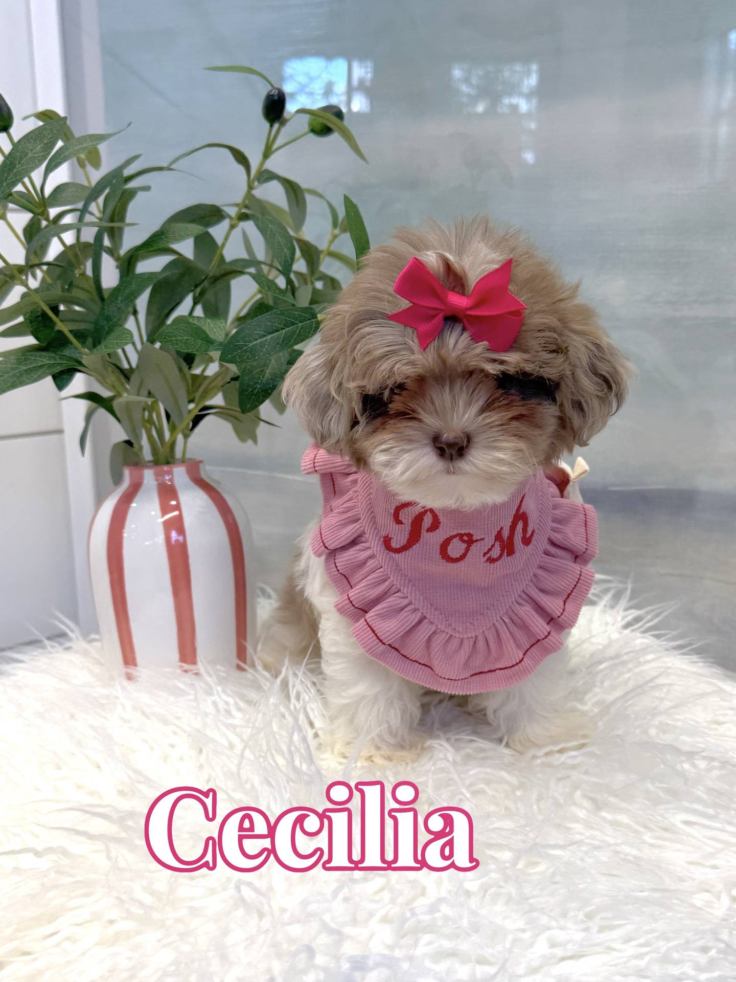 Cecilia - F Shihpoo Puppy - BPPP Litter --_