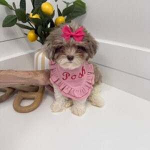 Cecilia - F Shihpoo Puppy - BPPP Litter --_