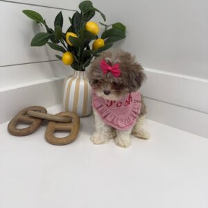 Cecilia - F Shihpoo Puppy - BPPP Litter --_