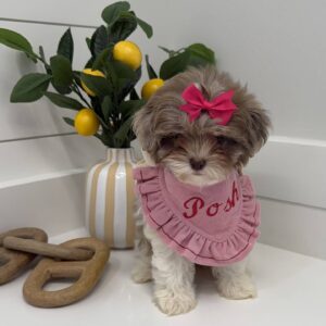 Cecilia - F Shihpoo Puppy - BPPP Litter --_