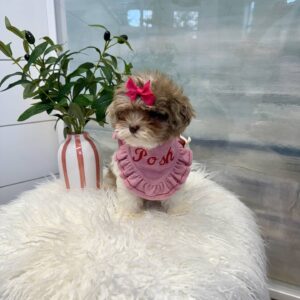 Cecilia - F Shihpoo Puppy - BPPP Litter --_