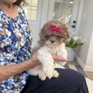 Cecilia - F Shihpoo Puppy - BPPP Litter --_