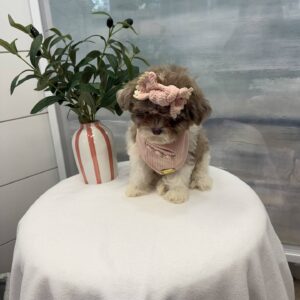 Cecilia - F Shihpoo Puppy - BPPP Litter --_