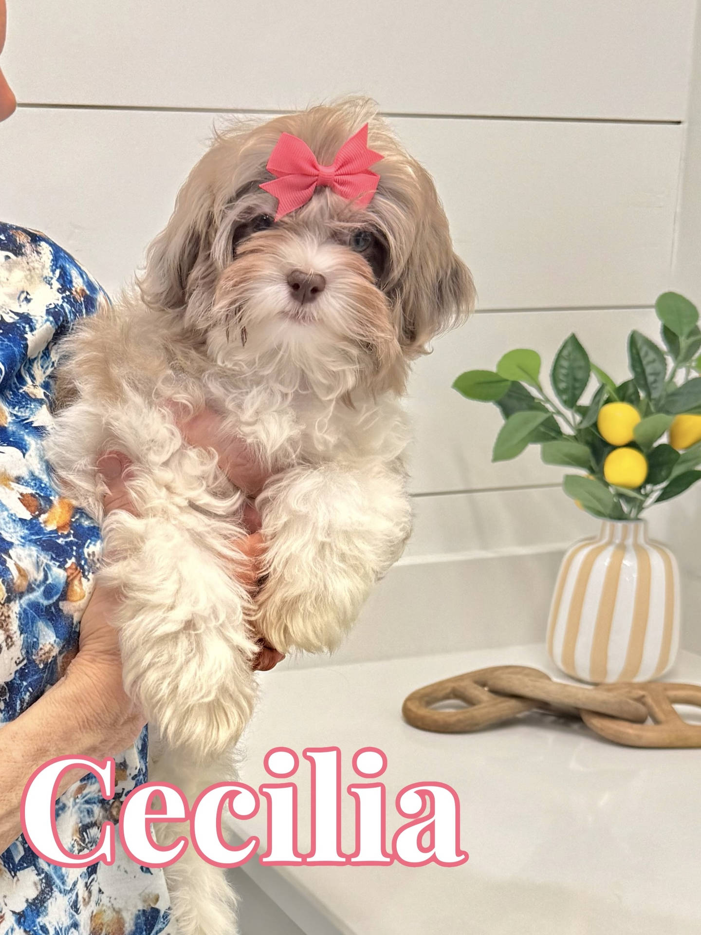 Cecilia - F Shihpoo Puppy - BPPP Litter --__