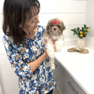 Cecilia - F Shihpoo Puppy - BPPP Litter --__