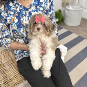 Cecilia - F Shihpoo Puppy - BPPP Litter --__