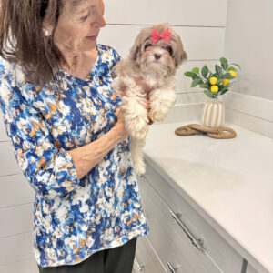 Cecilia - F Shihpoo Puppy - BPPP Litter --__