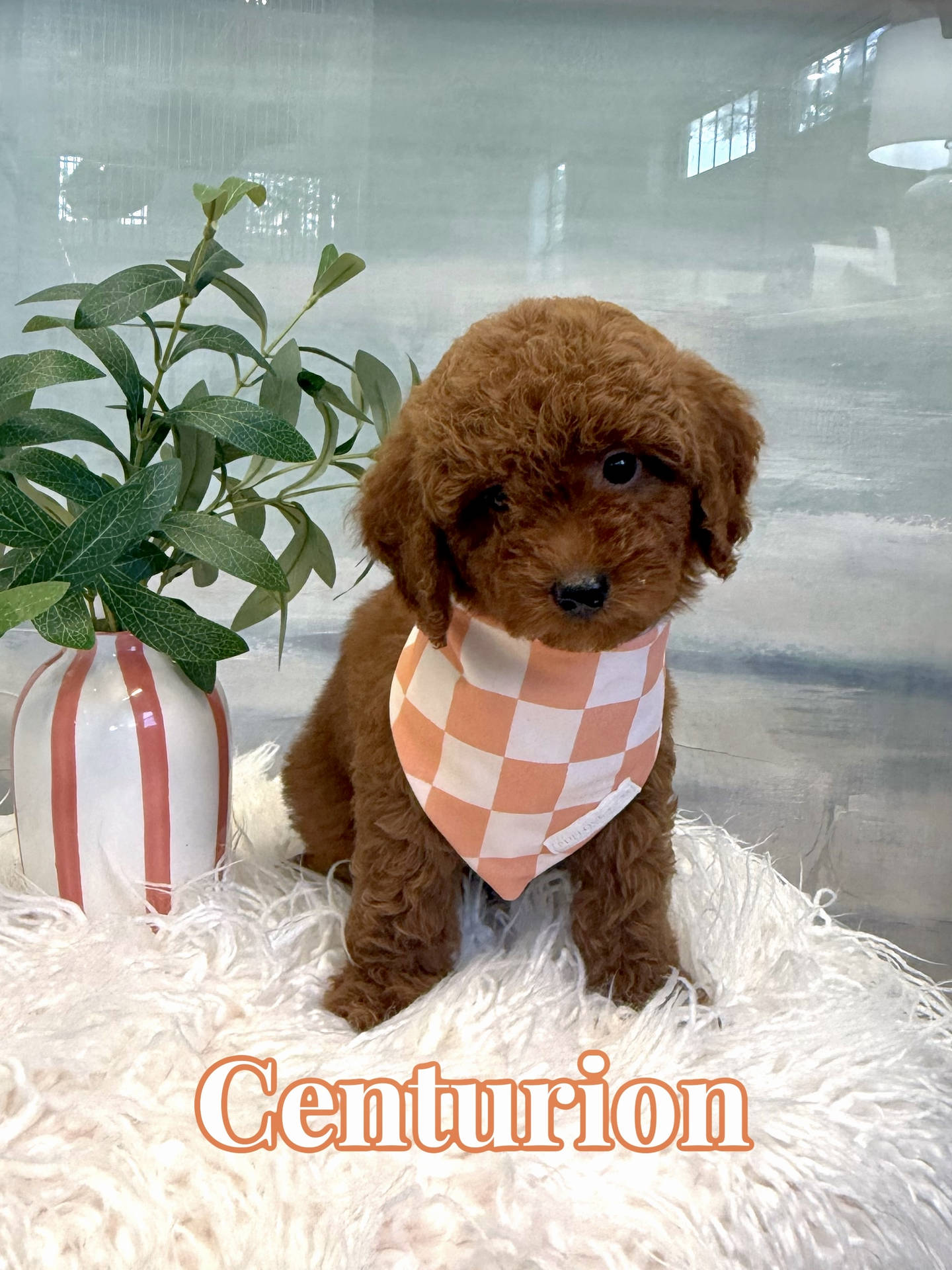 Centurion - CKC Toy Micro Goldendoodle Puppy - PPP Litter --