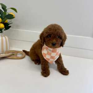 Centurion - CKC Toy Micro Goldendoodle Puppy - PPP Litter --_