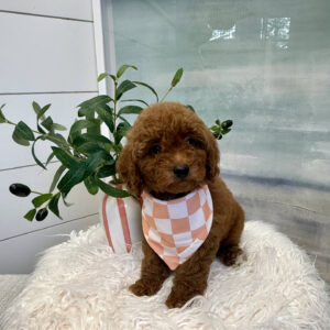 Centurion - CKC Toy Micro Goldendoodle Puppy - PPP Litter --_
