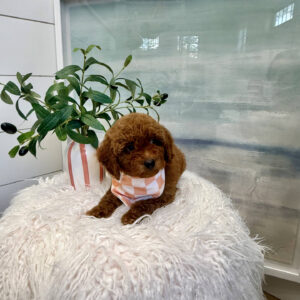 Centurion - CKC Toy Micro Goldendoodle Puppy - PPP Litter --_