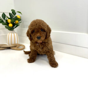 Centurion - CKC Toy Micro Goldendoodle Puppy - PPP Litter --_