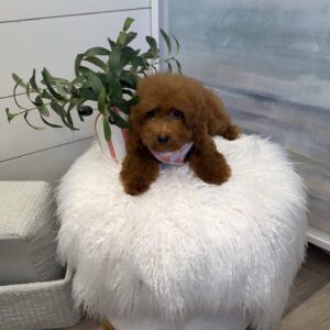 Centurion - CKC Toy Micro Goldendoodle Puppy - PPP Litter --_-