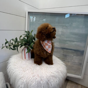 Centurion - CKC Toy Micro Goldendoodle Puppy - PPP Litter --_-