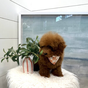 Centurion - CKC Toy Micro Goldendoodle Puppy - PPP Litter --_-