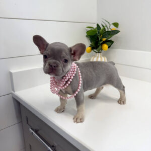 Charlotte - French Bulldog Puppy - BPPP Litter --_