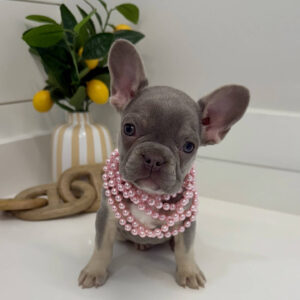 Charlotte - French Bulldog Puppy - BPPP Litter --_