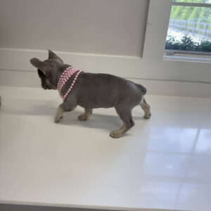Charlotte - French Bulldog Puppy - BPPP Litter --_