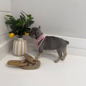 Charlotte - French Bulldog Puppy - BPPP Litter --_