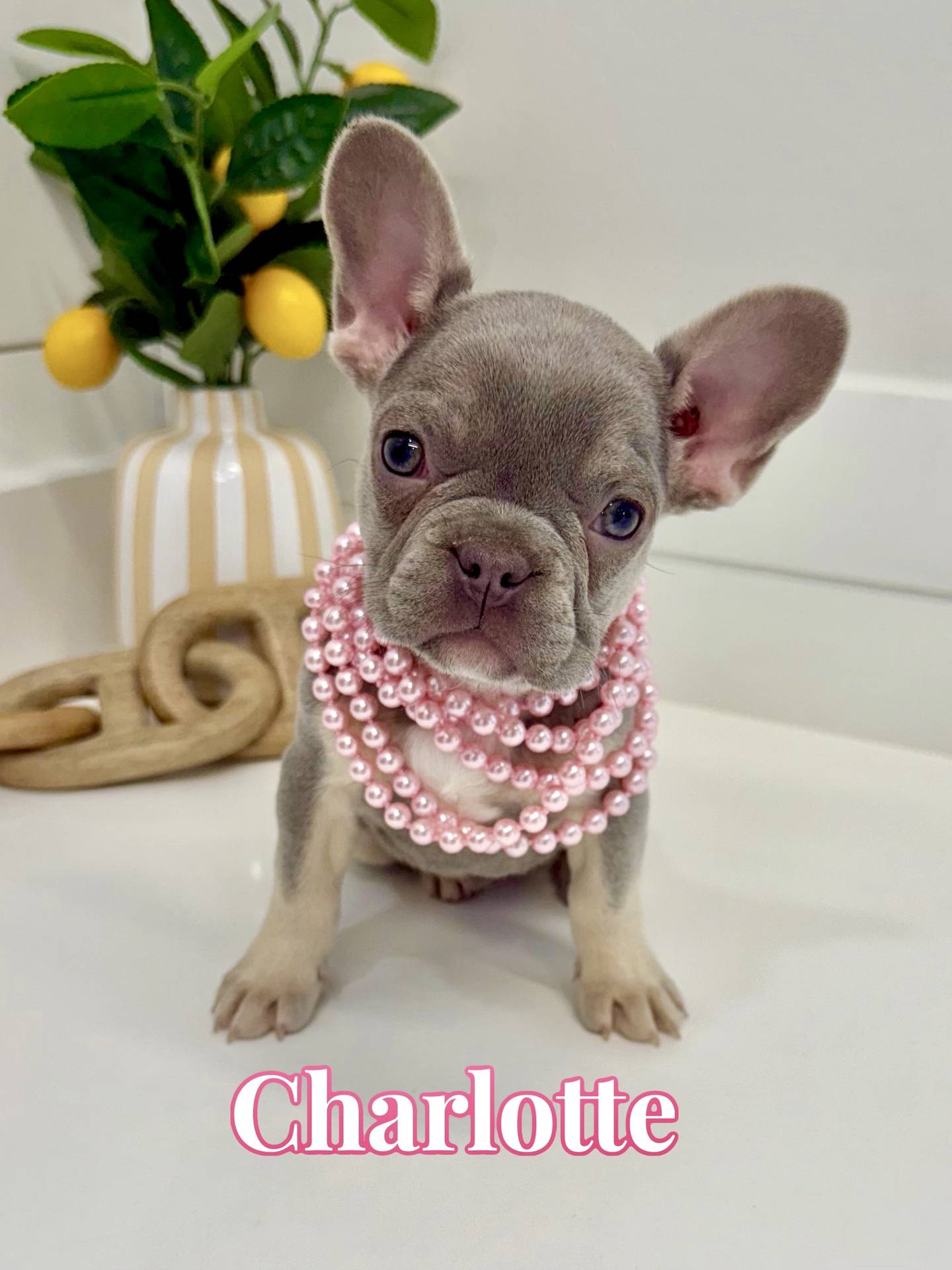 Charlotte - French Bulldog Puppy - BPPP Litter --_