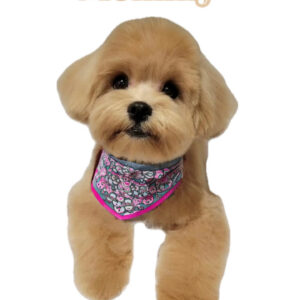 Chase - Teddy Bear Red Apricot Male ICA FB Teacup maltipoo - Boutique Petite Posh Puppies - Mom