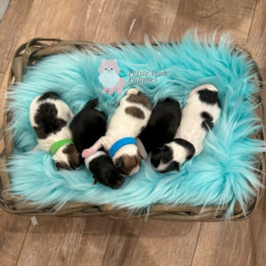 Chaz & Haven Litter Pomeranian Puppies Petite Posh Puppies