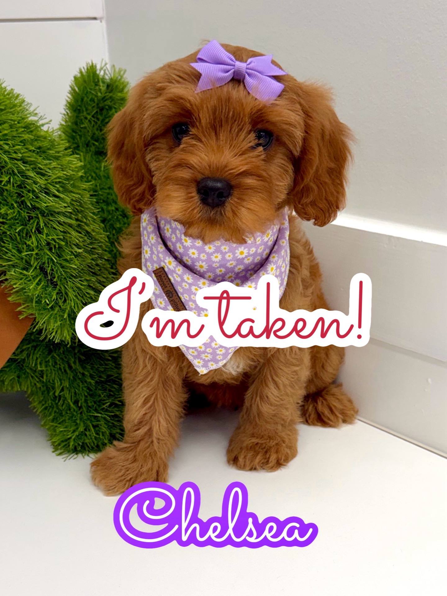 Chelsea - F Cavapoo Puppy - BPPP Litter -- - Forever Home in Atlanta- GA