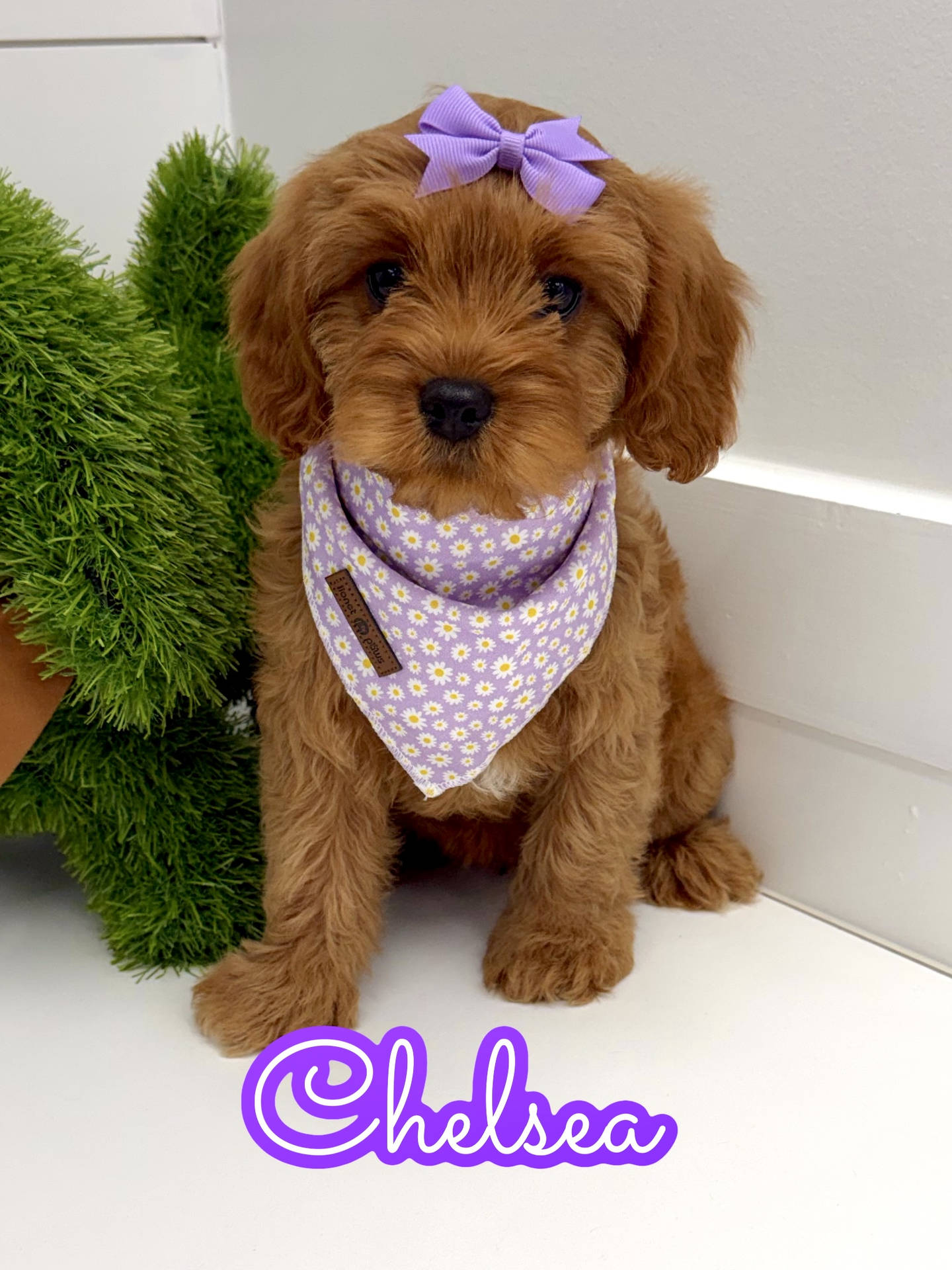 Chelsea - F Cavapoo Puppy - BPPP Litter --_