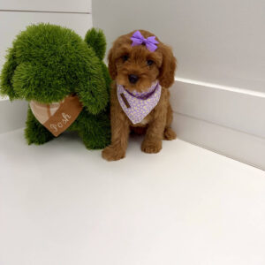 Chelsea - F Cavapoo Puppy - BPPP Litter --_