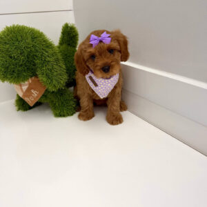 Chelsea - F Cavapoo Puppy - BPPP Litter --_