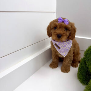 Chelsea - F Cavapoo Puppy - BPPP Litter --_