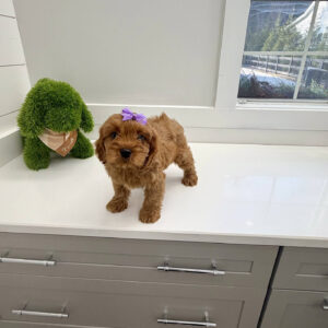 Chelsea - F Cavapoo Puppy - BPPP Litter --_