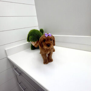 Chelsea - F Cavapoo Puppy - BPPP Litter --_