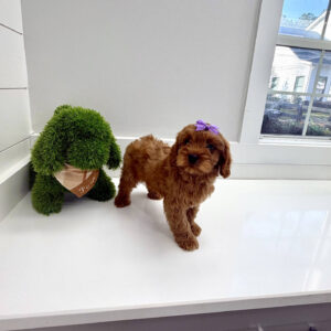 Chelsea - F Cavapoo Puppy - BPPP Litter --_