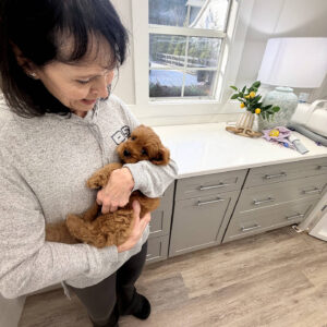 Chelsea - F Cavapoo Puppy - BPPP Litter --_