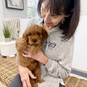 Chelsea - F Cavapoo Puppy - BPPP Litter --_