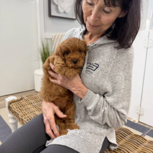 Chelsea - F Cavapoo Puppy - BPPP Litter --_