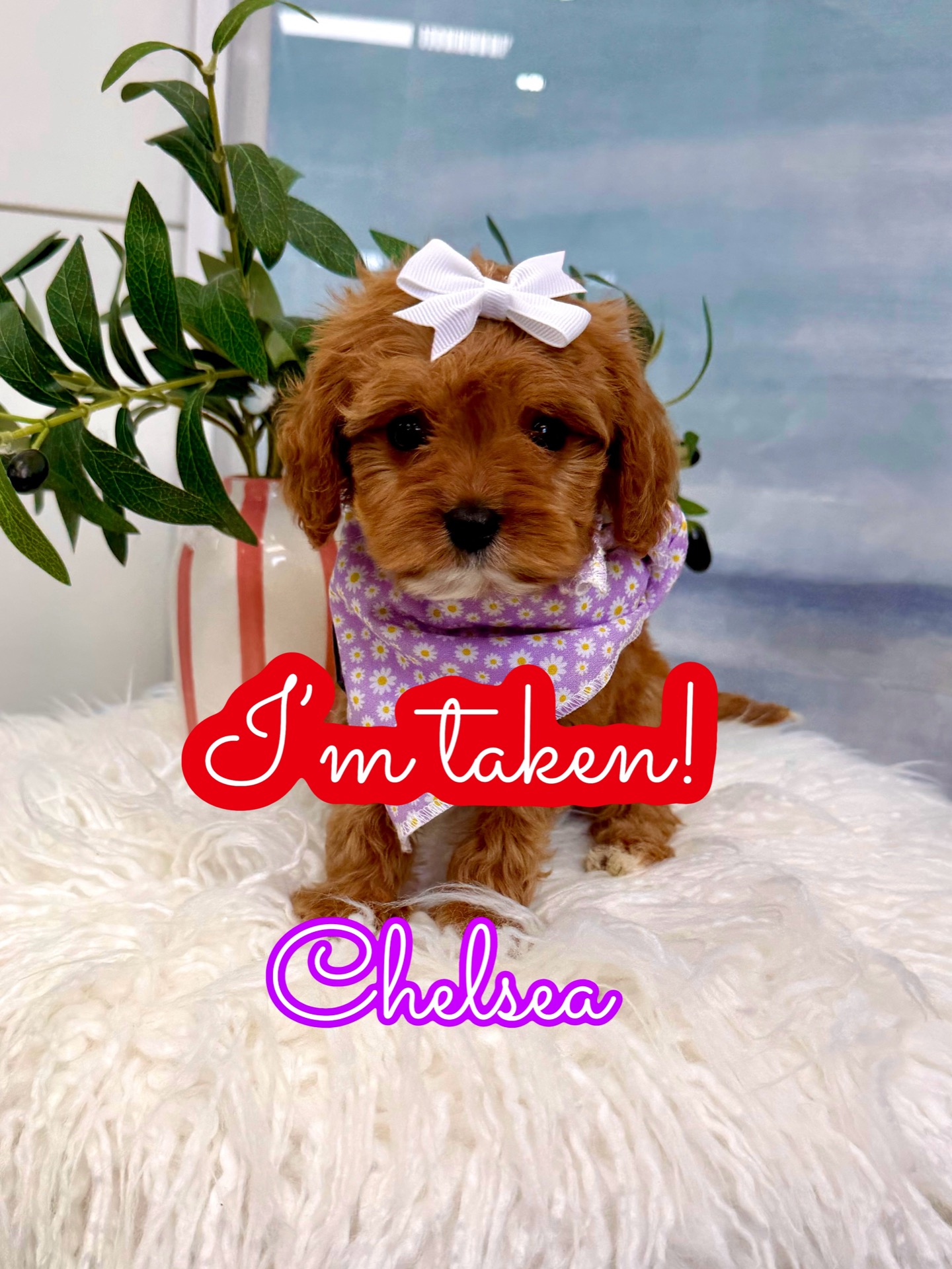 Chelsea - F Cavapoo Puppy - Litter -- - Forever Home in Charlotte- NC