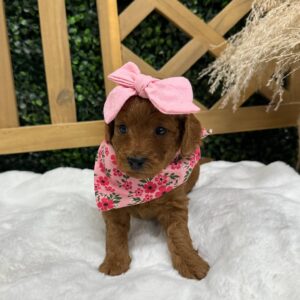Chelsea Red F1B Toy Goldendoodle Female Petite Posh Puppies 02