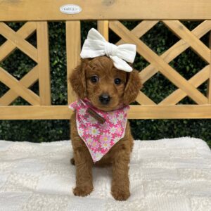 Chelsea Red F1B Toy Goldendoodle Female Petite Posh Puppies 04