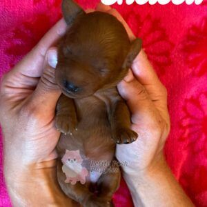 Chelsea - Red - FB Toy Goldendoodle - Female - Petite Posh Puppies