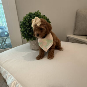 Cherry - CKC Toy Cavapoo - --_