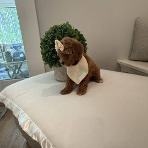 Cherry - CKC Toy Cavapoo - --_