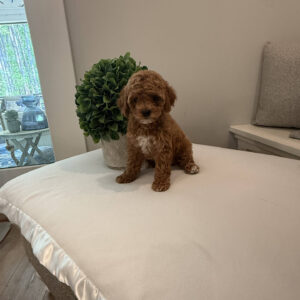 Cherry - CKC Toy Cavapoo - --_
