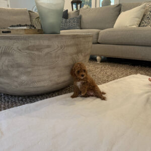 Cherry - CKC Toy Cavapoo - --_