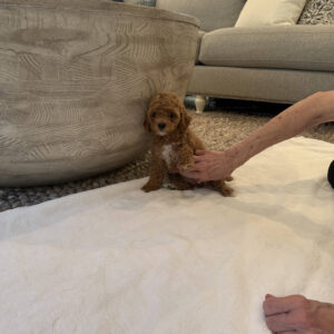 Cherry - CKC Toy Cavapoo - --_