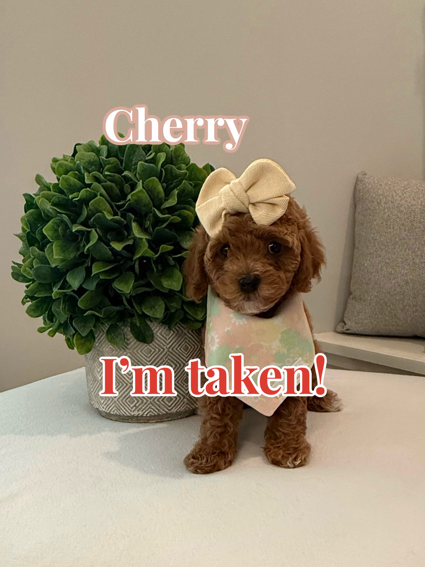 Cherry - CKC Toy Cavapoo - --_Forever Home in Murfreesboro- TN