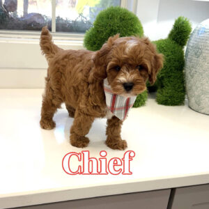 Chief - FB Cavapoo Puppy - BPPP Litter --_